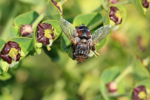 Gonia sp.